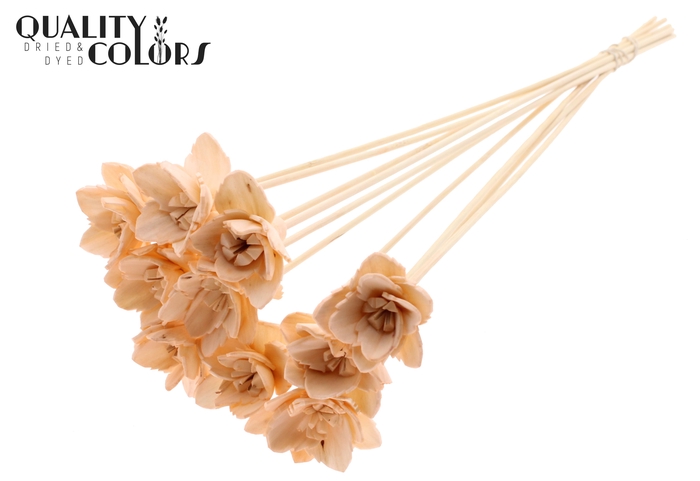 Shola Queen Flower on stem Salmon
