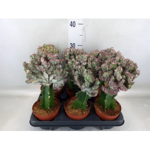 Euphorbia lactea