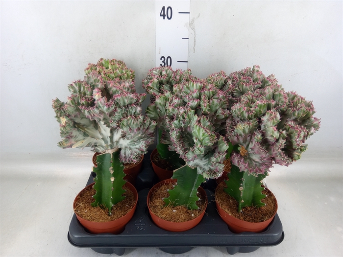 <h4>Euphorbia lactea</h4>