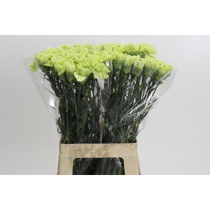 Dianthus St Goblin