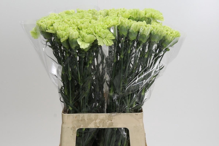 <h4>Dianthus St Goblin</h4>