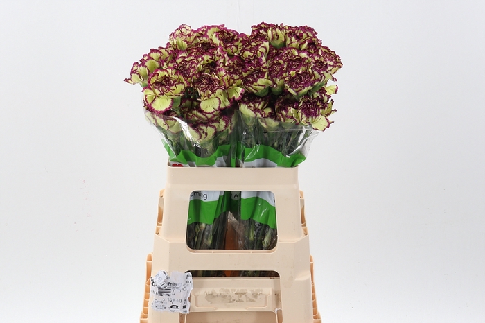 <h4>Di St Extravaganza 60cm</h4>