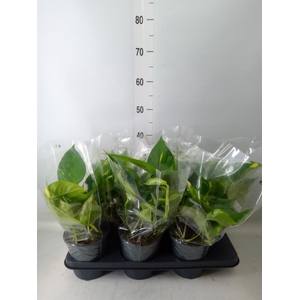 Epipremnum pinn. 'Aureum'