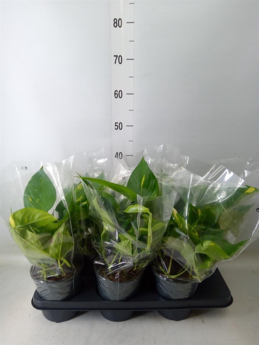 <h4>Epipremnum pinn. 'Aureum'</h4>