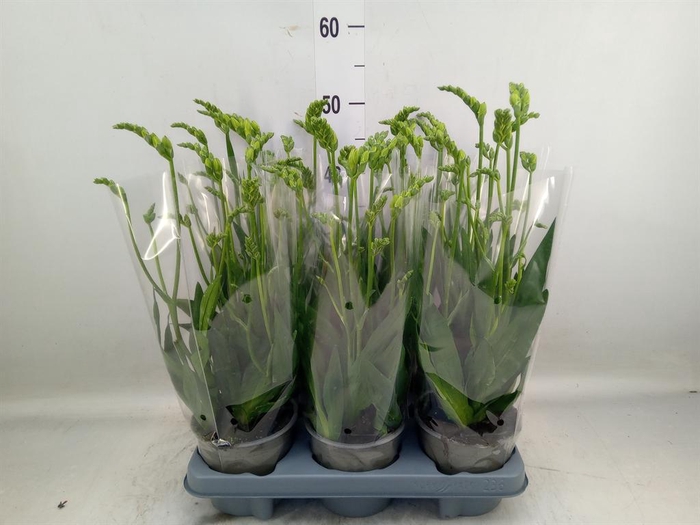 <h4>Freesia  'Ostuni'</h4>