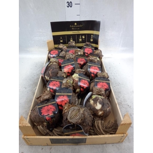 Hippeastrum   ...flowerbulbs