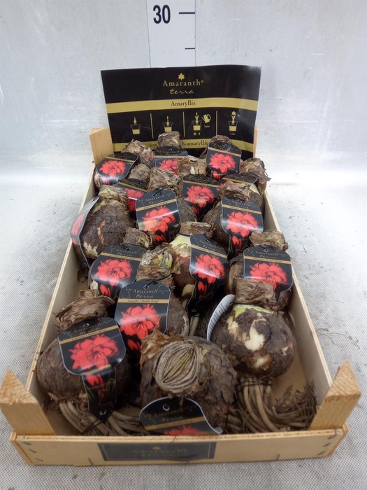 <h4>Hippeastrum   ...flowerbulbs</h4>