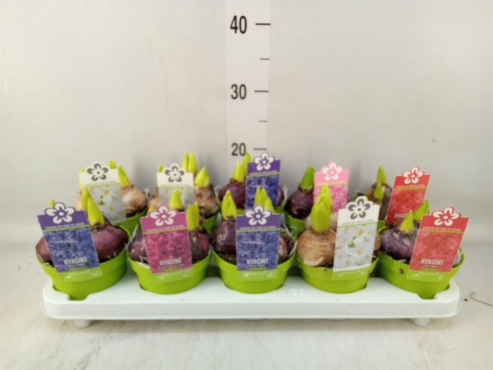 <h4>Hyacinthus orie. 'Pearl' ...mix 5</h4>