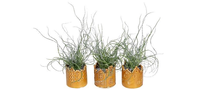 <h4>JUNCUS SPIRALLIS</h4>