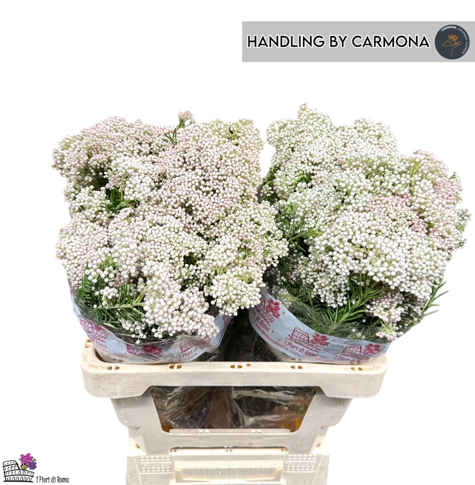 <h4>OZOTH REKI SNOW</h4>