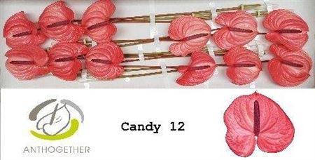 <h4>Anth A Candy</h4>