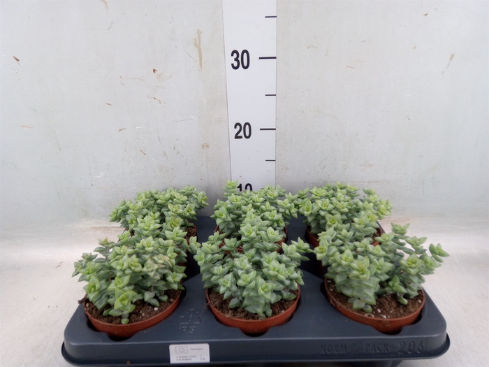 <h4>Crassula perforata</h4>