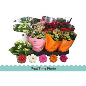 ** Kal Ge Gem 5 Kl * Spring Deal *