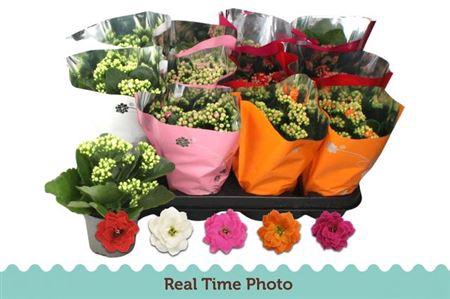 <h4>** Kal Ge Gem 5 Kl * Spring Deal *</h4>