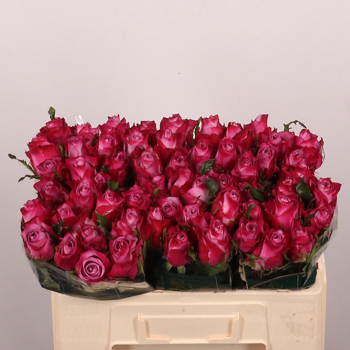 <h4>R GR DEEP PURPLE</h4>