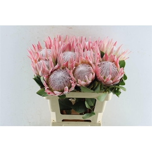 PROTEA CYNAROIDES