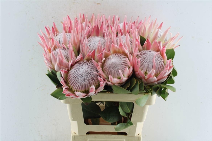 <h4>PROTEA CYNAROIDES</h4>