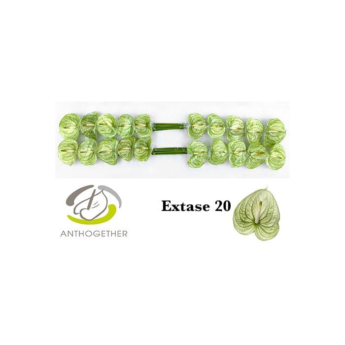 <h4>Anth A Extase</h4>