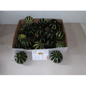 CUCURBITA OV