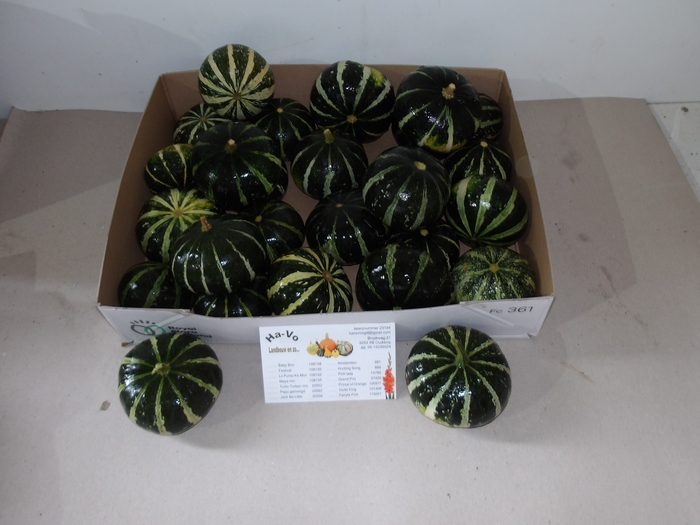 <h4>CUCURBITA OV</h4>