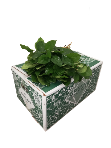 <h4>SALAL TIPS GREEN DIAMOND AIR</h4>