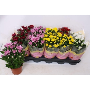 Chrysanthemum Indicum Grp gevuldbloemig gemengd