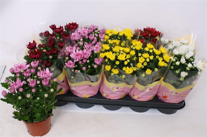 <h4>Chrysanthemum Indicum Grp gevuldbloemig gemengd</h4>