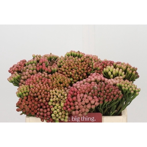 Kaaps Groen Red Brunia Medium