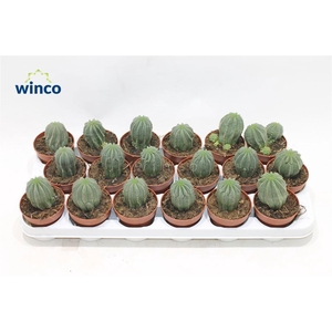 Euphorbia Susannae New Clon