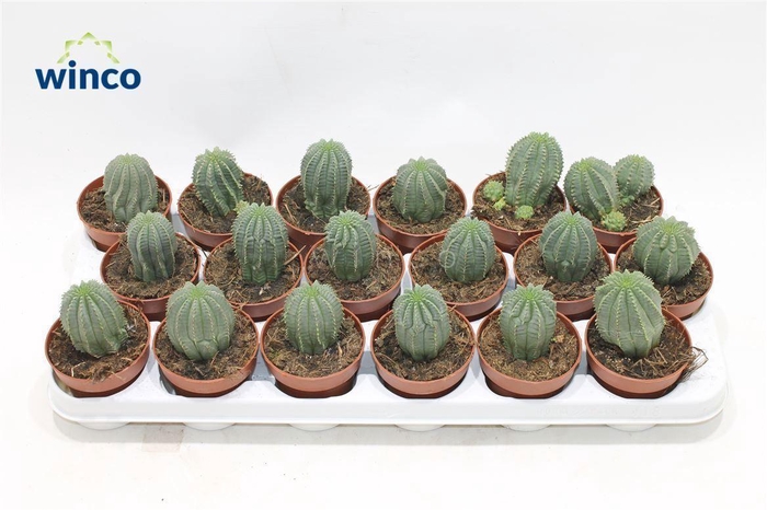 <h4>Euphorbia Susannae New Clon</h4>