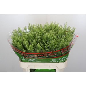 Lepidium Green Dragon