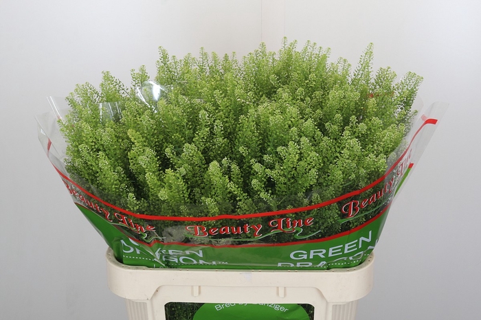 <h4>Lepidium Green Dragon</h4>