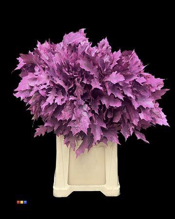 <h4>Quercus Klb Frosted Cerise 80cm GK</h4>