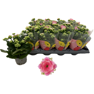 KAL GE ROS FL HARLOW