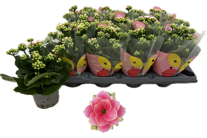 <h4>Kal Ge Ros Fl Harlow</h4>