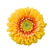 GERBERA BOLERO FREDDY < 050 CM < 10 CM DIAM