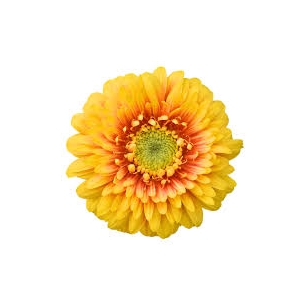 GERBERA BOLERO FREDDY < 050 CM < 10 CM DIAM