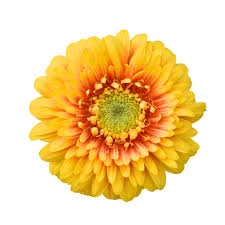 GERBERA BOLERO FREDDY < 050 CM < 10 CM DIAM