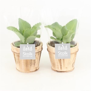 Kalanchoe Daigremontiana in Wood bruin pot