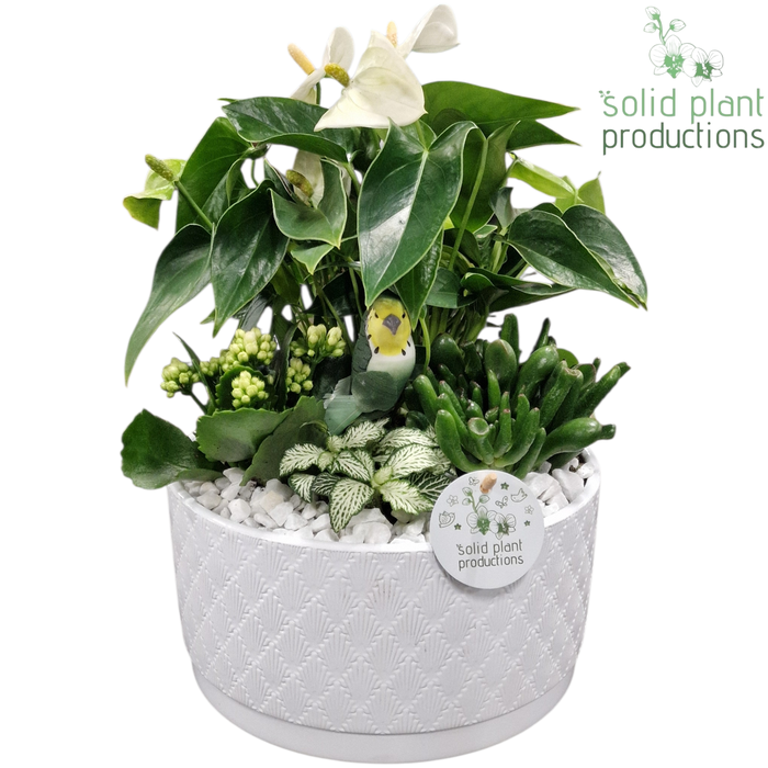 <h4>AT004 Stella White</h4>