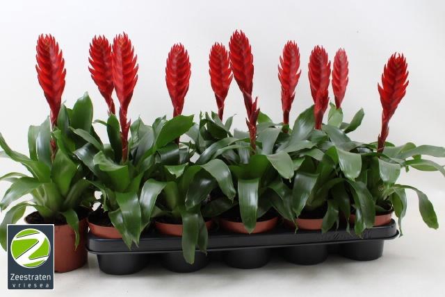 <h4>VRIES STYLE</h4>