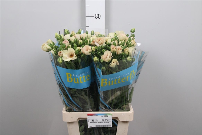 <h4>Ran Butterfly Keramos</h4>