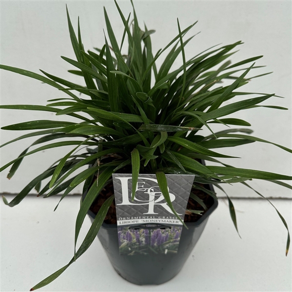 <h4>Liriope 'Moneymaker'</h4>