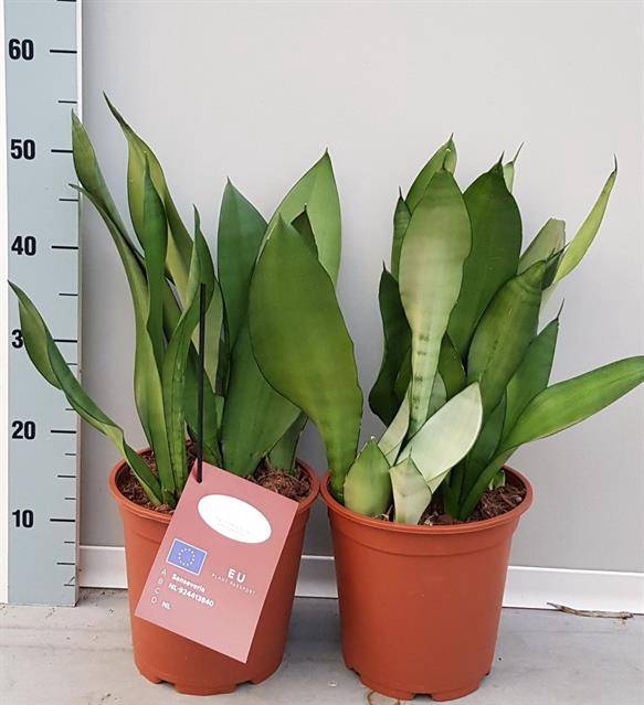 <h4>Sansevieria Moonshine</h4>