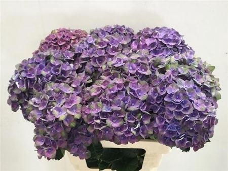 <h4>HYDR M MAG CHARL BL</h4>