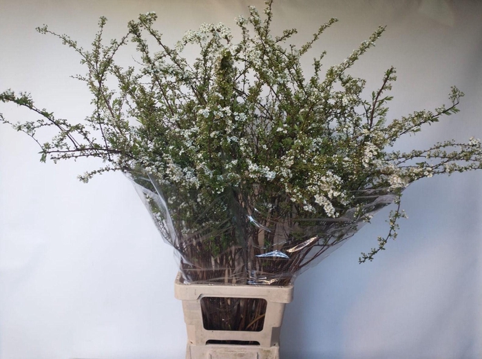 <h4>SPIR C GREFSHEIM</h4>