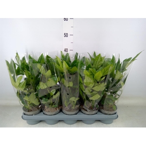 Fatsia japonica   ...