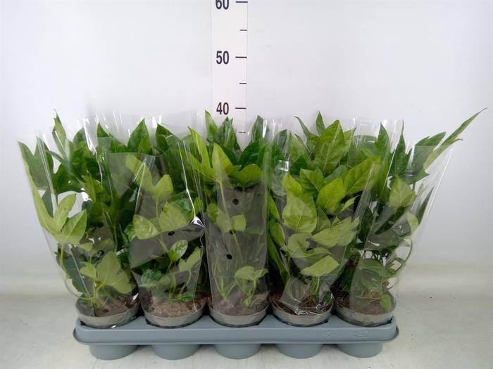 <h4>Fatsia japonica   ...</h4>