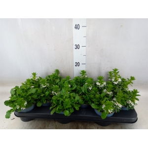 Scaevola aemula 'White Touch'