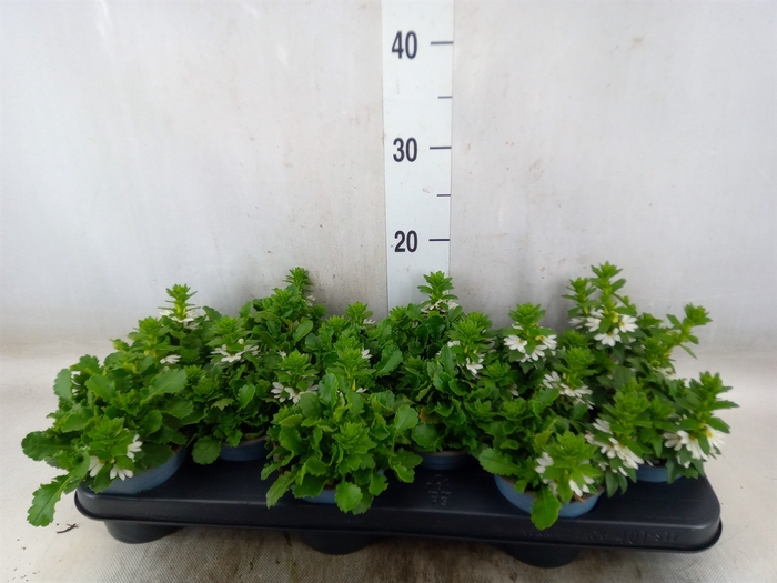 <h4>Scaevola aemula 'White Touch'</h4>